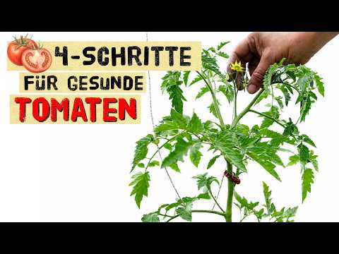 Tomaten richtig pflegen: 4 Schritte für gesunde Pflanzen und mehr Ertrag