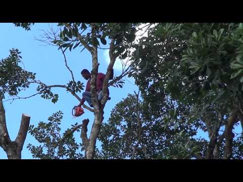 How To Cut Down Tall Tree Safely - The Last Bulunu Tree