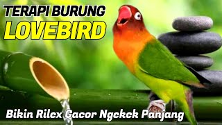 Download lagu Terapi Air Lovebird Ngekek Panjang Cocok Juga Buat Terapi Air Lovebird Macet Bunyi mp3 Download lagu Terapi Air Lovebird Ngekek Panjang Cocok Juga Buat Terapi Air Lovebird Macet Bunyi mp3