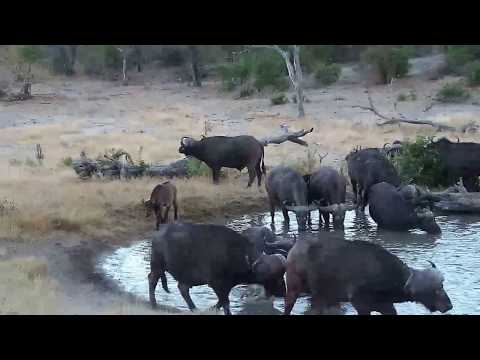 Djuma: Buffalo herd comes to pan again - 17:21 -  07/22/19
