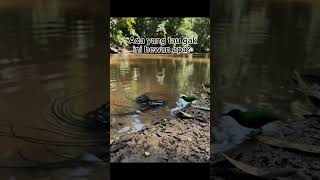 Download lagu Hantu air #viral #trending #shorts mp3