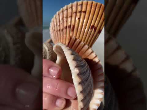 The Ocean soothes my soul