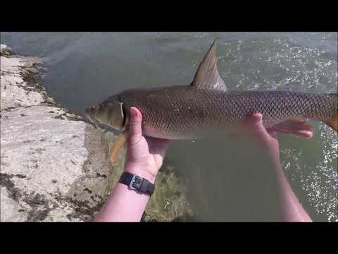 Mrene Sava ultralight spinning - Fishing barbel ultralight spinning