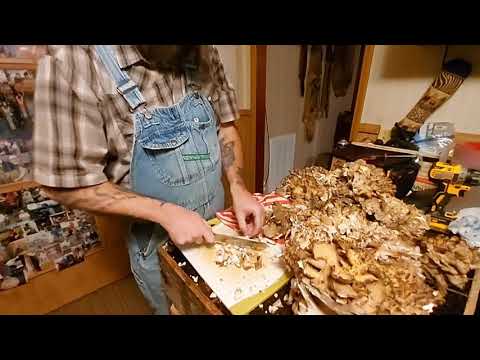 How to clean and preserve Hen of the Woods Mushrooms