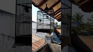 Download lagu Burung Gelatik gacor variasi isian kenari mp3 Download lagu Burung Gelatik gacor variasi isian kenari mp3