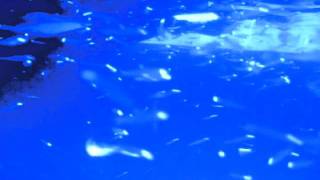 Lancha Vida Boa - Lulas nas Três Ilhas - Guarapari - ES