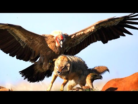 The World's Most Powerful Flying Bird! Andean Condor