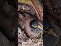 Myna Bird Tiny Babies P 14 Shorts Shortsvideo Ytshorts Trendingshort Short