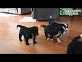 Mini Bernedoodle dogs for sale: Diamond - Video 1