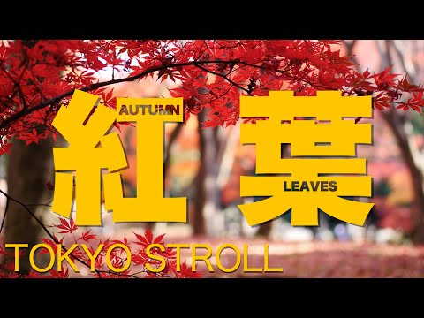 TOKYO STROLL: Autumn leaves in Chiyoda City, Tokyo