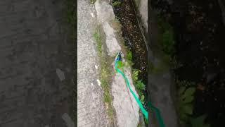 Download lagu Ngajak jalan2 hewan peliharaan#iguana#green iguana#iguana baby#shorts mp3 Download lagu Ngajak jalan2 hewan peliharaan#iguana#green iguana#iguana baby#shorts mp3