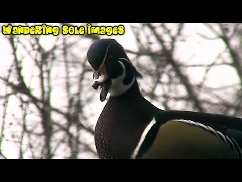 Wood Duck calling — Aix sponsa pišťavé „oo-eek" volanie samice