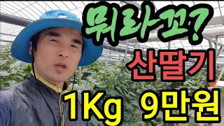 산딸기 미친 가격! 엄마야, 겁나 비싼이유가 다 있네~~ a high price for raspberries…