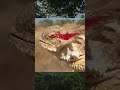 The regal horned lizard #shorts #animalfact #facts