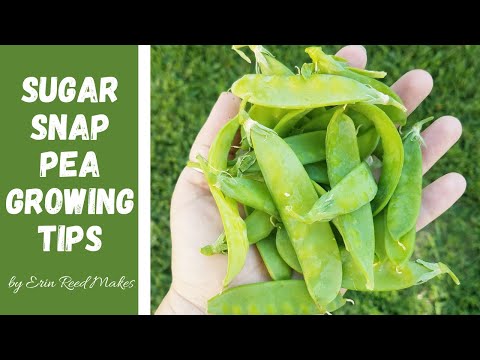 Gardening | How to Plant Sugar Snap Peas from Seed to Harvest