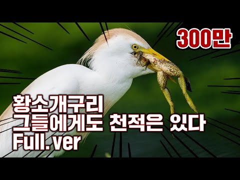 , title : '[특집] 황소개구리 그들에게도 천적은 있다 Full.ver'