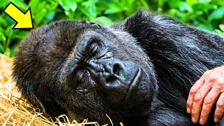 59-Year-Old Gorilla Refuses To Eat, Until She Hears a Familiar Voice...