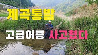 (통발낚시)  평생에 잡을까  말까한 계곡통발 고급어종 사고쳤다!!!  맛있는 한끼   물고기튀김