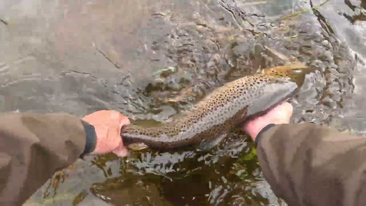 Salmon fishing at Cardrona 23rd September 2023