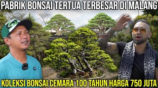 Download lagu THE OLDEST AND LARGEST BONSAI FACTORY IN MALANG. A COLLECTION OF 100-YEAR-OLD CEMARA BONSAI PRICE... mp3 Download lagu THE OLDEST AND LARGEST BONSAI FACTORY IN MALANG. A COLLECTION OF 100-YEAR-OLD CEMARA BONSAI PRICE... mp3