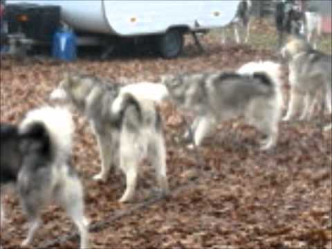 Stake out Smlednik 2011.wmv