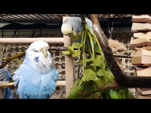 9 hours of budgie sounds with background noise for relaxation