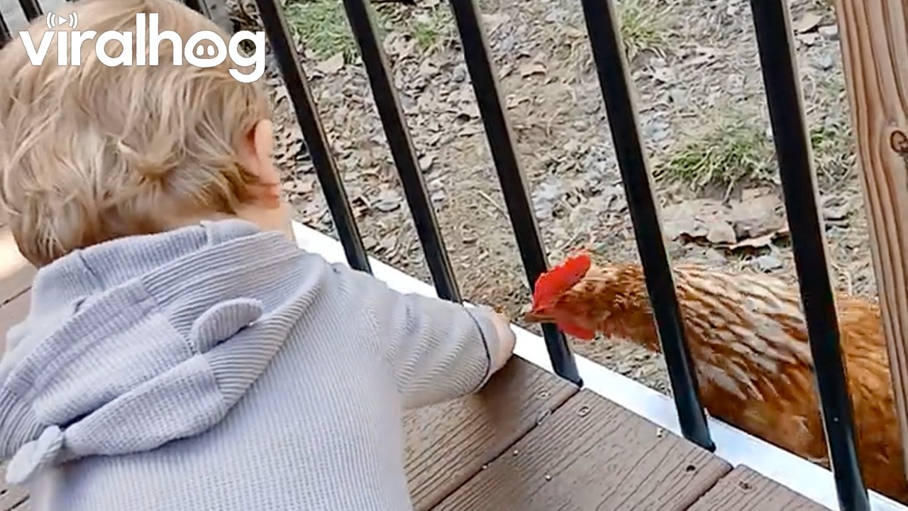 Chicken Feeder Can't Stop Belly Laughing || ViralHog