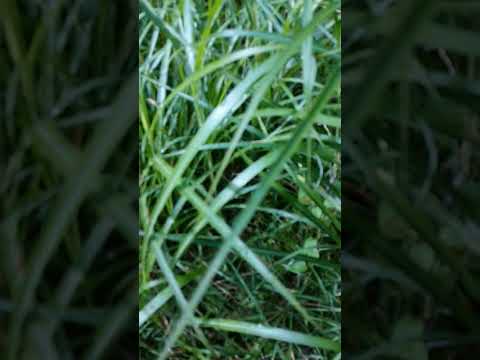 紫色の粉塵 植物