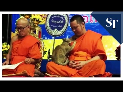 Watch a friendly feline test a Buddhist monk's patience