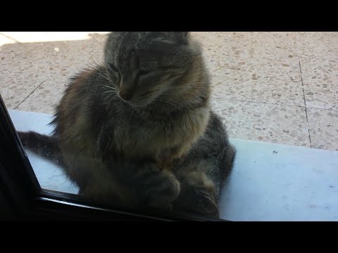 La prova su un lyambliya è fatta su uno stomaco vuoto Parassita su un trattamento di fegato