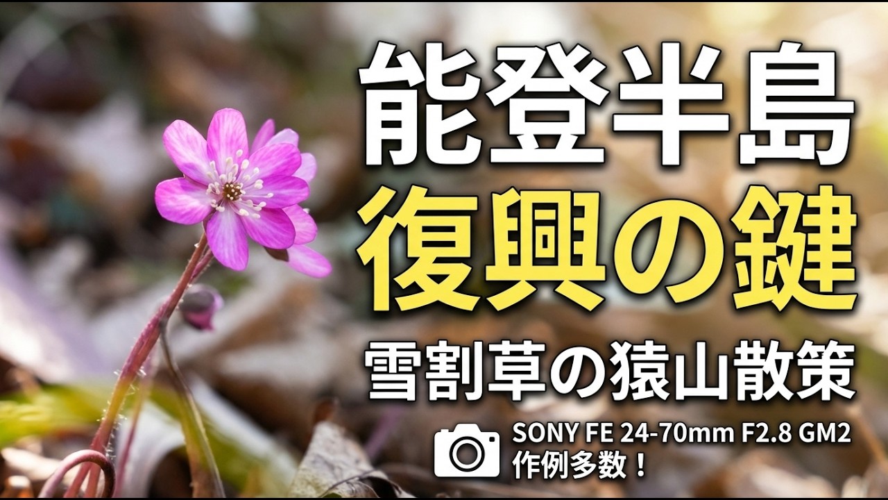 【能登半島】雪割草の猿山散策は能登半島復興の鍵と思われます SONY EF24 70mm F2.8 GM2
