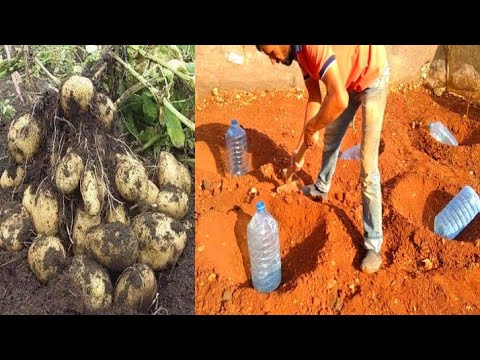 , title : 'زراعة البطاطا في حديقة المنزل  Potato cultivation (sitron dyrking'