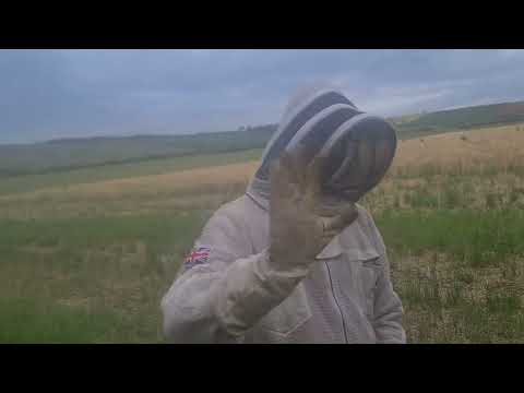 returning wet supers on the farm hives, my son Owen helped me today