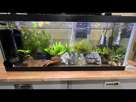 How to start a easy black worm culture at home