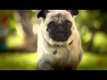 Doritos Pug Attack Commercial Original