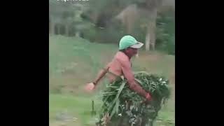 Download lagu wong edan kui bebas mp3