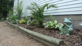preview picture of video 'Shade Garden - Tropical Plants in Minnesota'