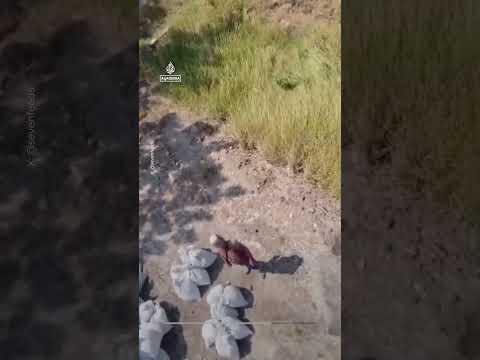 Indonesian farmer goes viral using a drone as transportation