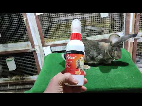 Córka Vice Championa, moje sposoby na pasożyty zewnętrzne + zaczynam szczepienia  #145