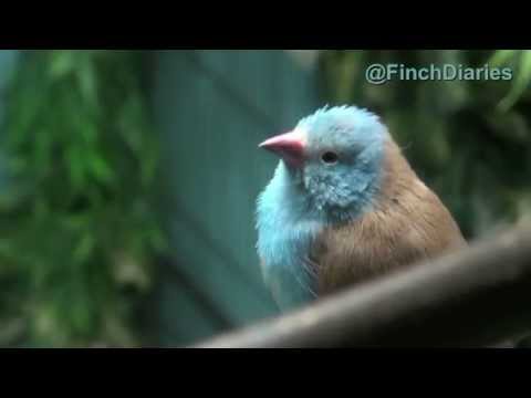 Finch Diaries - Blue Capped Cordon Bleu Singing, Feb 18, 2015