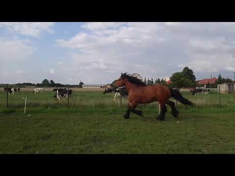 Apollon de Mairy latem 2017