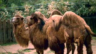 Johnny Mathis And Deniece Williams - Me For You, You For Me