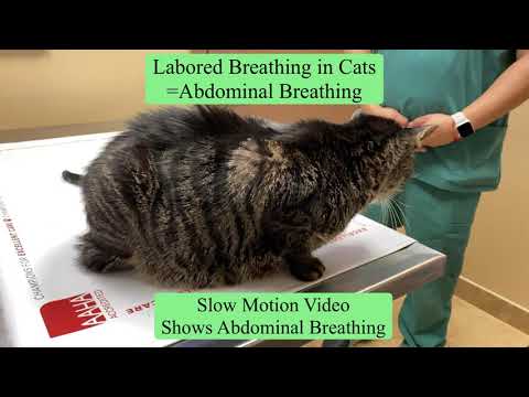 Cat Labored Breathing ?