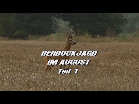 Rehbockjagd im August Teil 1 Trailer