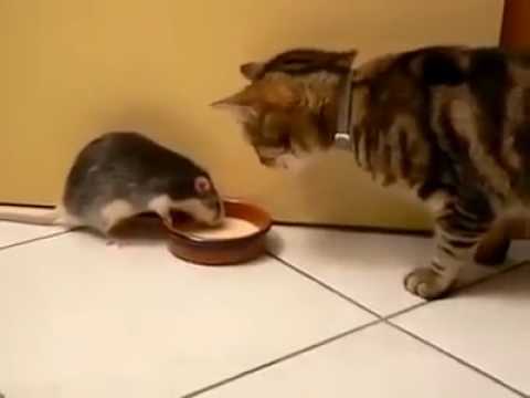 "Rat & Cat"  whats app video