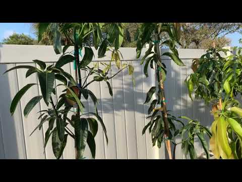 Valencia Pride Mango Tree