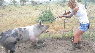 Best way to dispatch a HOG!  Our opinion on the subject at The Crouch Ranch