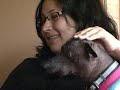 Perro sin pelo del Perú - Sepa los cuidados y beneficios de tener un perro sin pelo del Perú