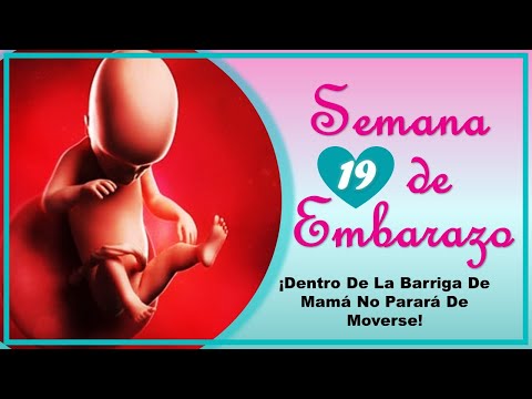 ❤️ SEMANA 19 DE EMBARAZO🤰 ❤️ ⏩  EMBARAZO SEMANA A SEMANA ⏩ Desarrollo y Evolución del Bebé 👶🏻