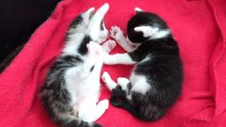 (Purrminators) kitten bites paw